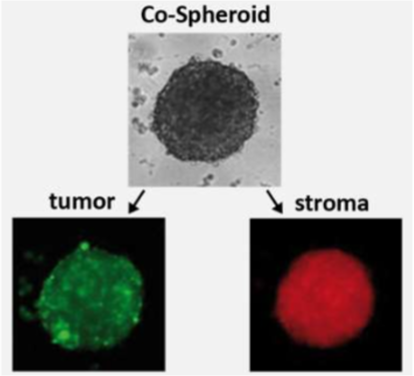 3d tumor spheroids with luciferase to quantify co-culture