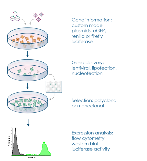 procedure to stably transfect cell lines for expression of genes