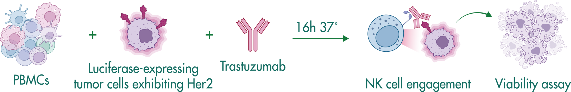 Adcc assay example trastuzumab