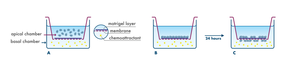 principle of the invasion assay for testing metastasis in a transwell system