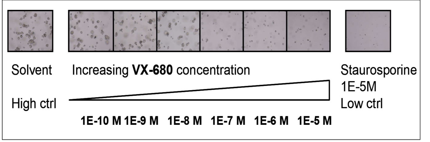 soft agar assay example for dose response to test anchorage independent growth