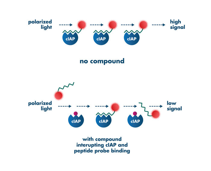 Example of fluorescence polarization assay principle for screening compounds targeting cIAP