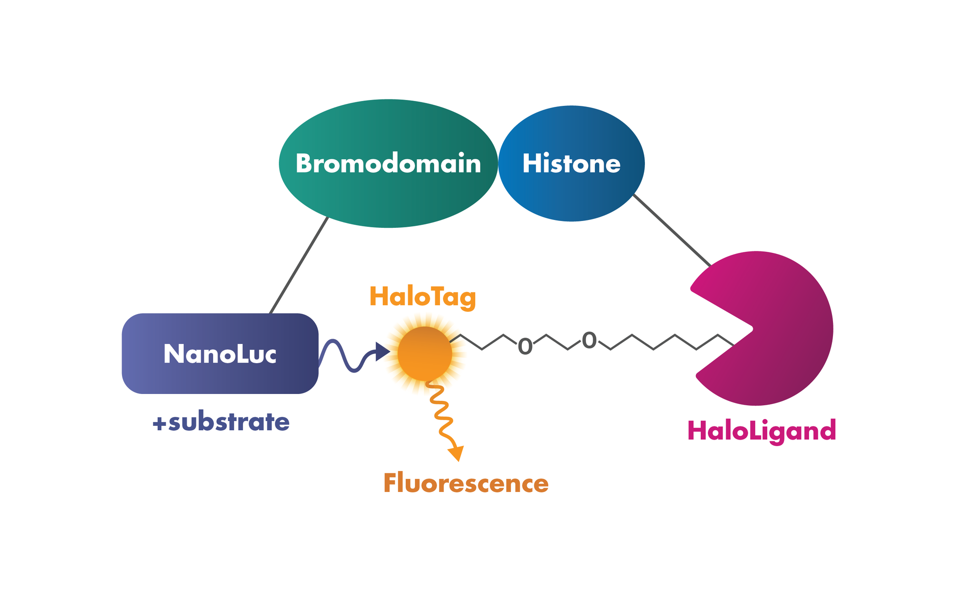 Bromodomain-Histone