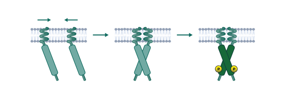 Assay principle dimerization of receptor tyrosine kinases in intact cells