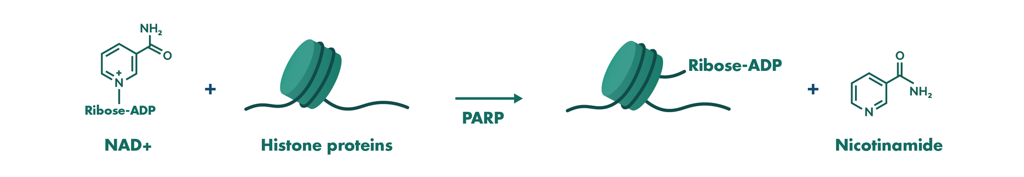 PARP assay principle