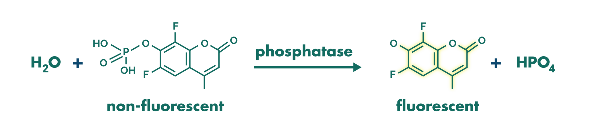 Principle of phosphatase assay with the fluorogenic substrate difmup. 