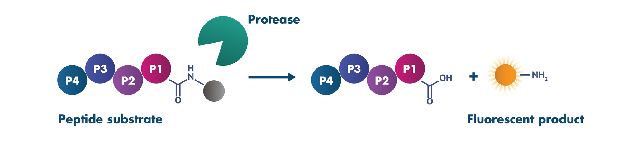 protease inhibitor screening on quenched peptide