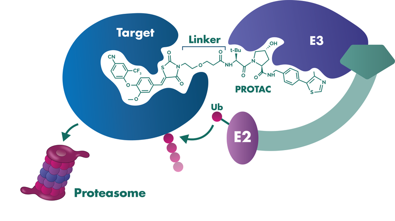 The PROTAC draws the target into a ternary complex with the ubiquitination complex tagging the target degradation via proteasomes. 