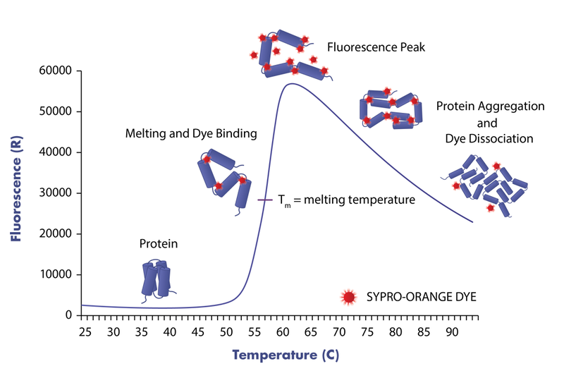 thermal shift assay principle based on protein denaturation and binding of fluorescent dye to the unfolded protein for determination of melting temperature
