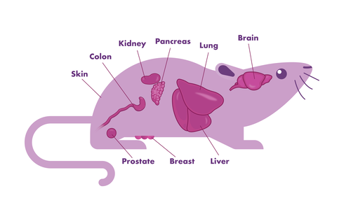 orthotopic mouse models in various organs