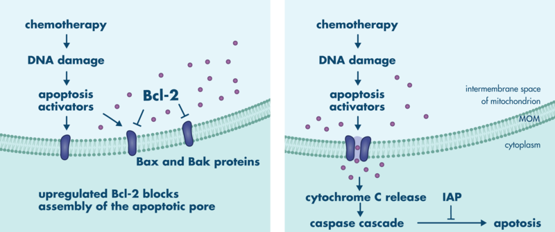 BCL2 overexpression in tumors can result in treatment resistance as can caspase inhibition by IAP. drugs inhibiting BCL2 and IAP may help to overcome resitstance to chemotherapy.