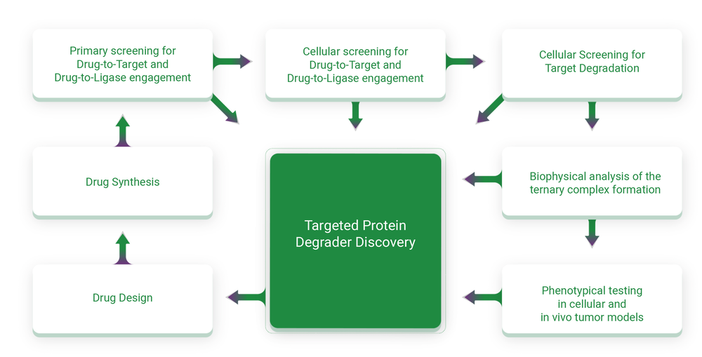 Workflow for the discovery of new targeted protein degradation molecules including PROTACs