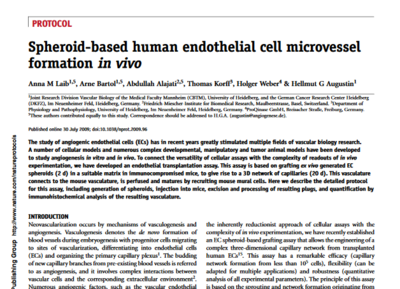 endothelial tube formation from HUVEC spheroids