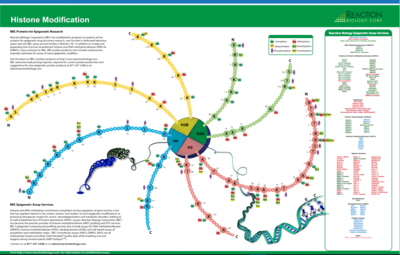 Poster Histone Modification; Reaction Biology Proteins for Epigenetic Research