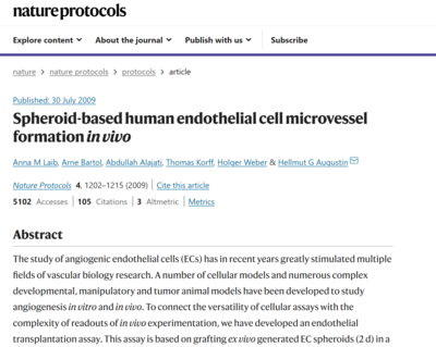 endothelial tube formation from HUVEC spheroids