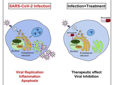 Repurposing kinase inhibitors to target SARS-CoV-2 