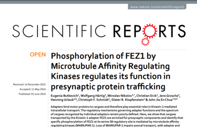 Phosphorylation of FEZ1 by Microtubule Affinity Regulating Kinases regulates its function in presynaptic protein trafficking. Scientific Reports, 2016