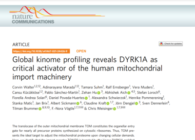 Global kinome profiling reveals DYRK1A as critical activator of the human mitochondrial import machinery. Nature Communications, 2021