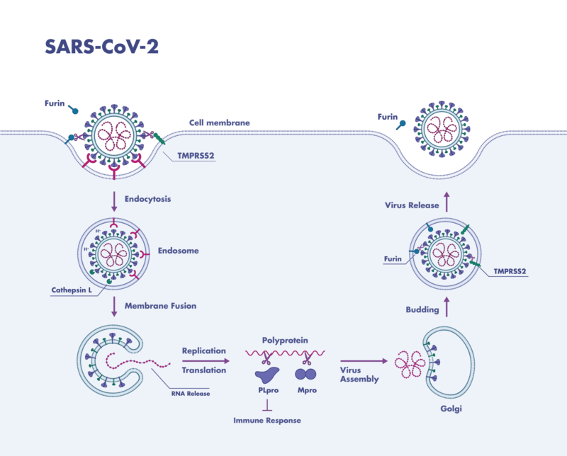 Coronavirus protease assays