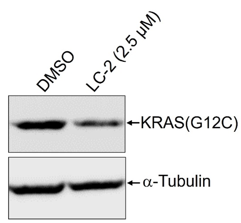 Western blot for detection of KRAS(G12C) degradation