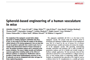 Spheroid-based engineering of a human vasculature in mice. Nature Methods, 2008