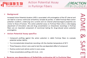 Action Potential Assay in Purkinje Fibers