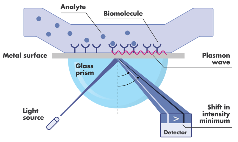 surface plasmon resonance (SPR) assay principle light beam reflects on glass prism and shift in reflection angle is produced by molecules binding to the surface