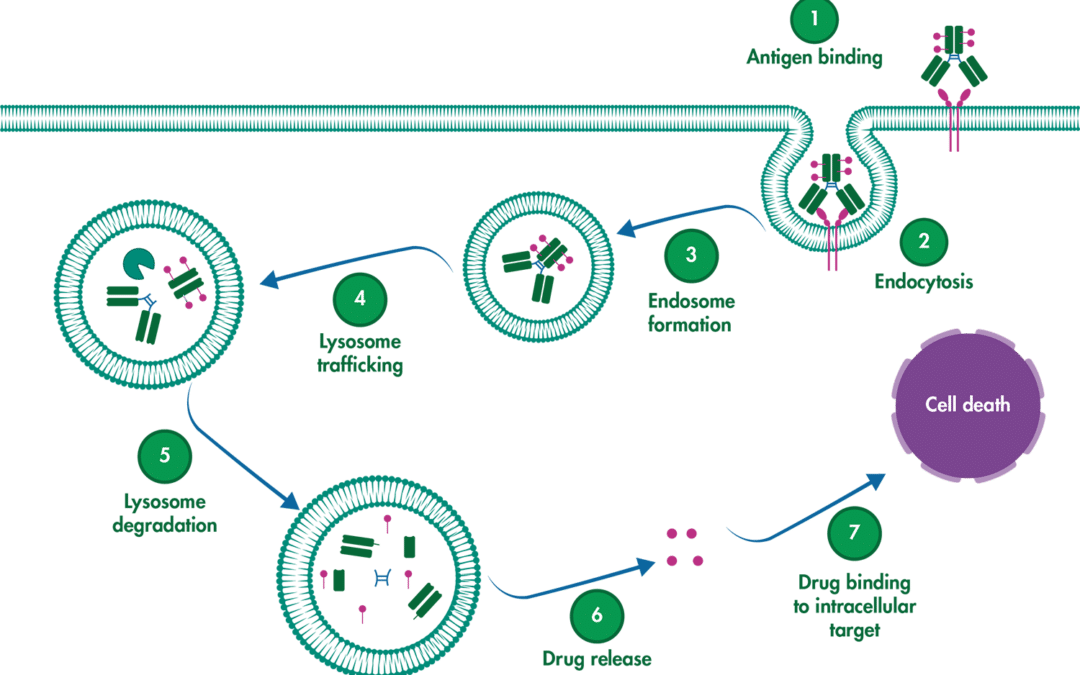 The Promise and Peril of Antibody-Drug Conjugates (ADCs) in Cancer Treatment