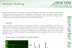 Western Blotting