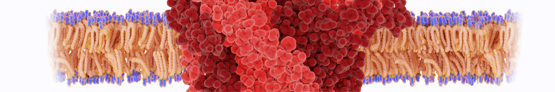 Cardiac Safety Assessment