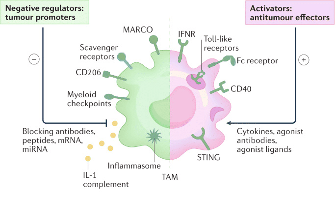 Macrophage Targeted Immunotherapies