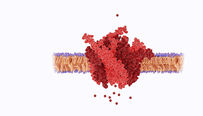 In Vitro Safety Screening