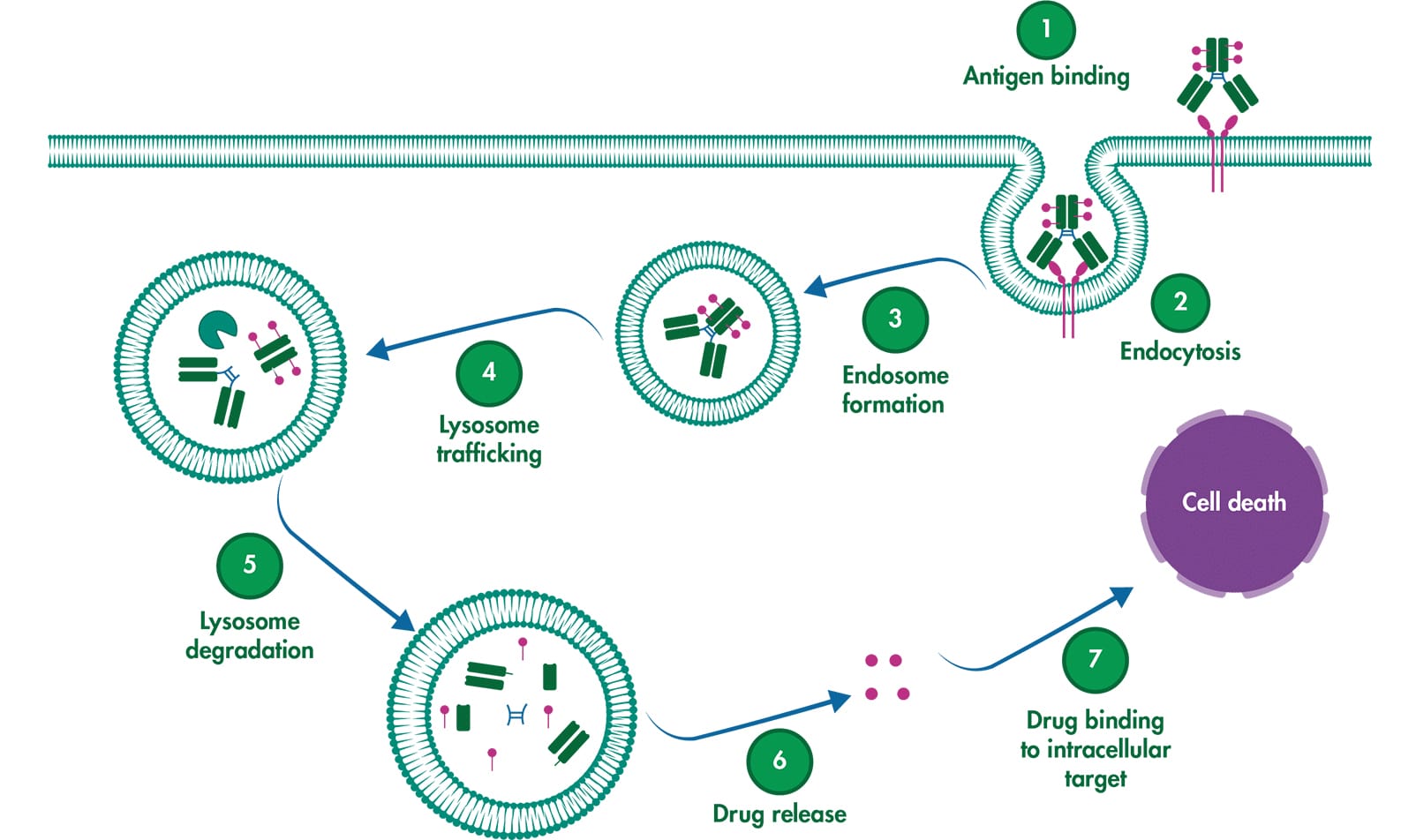 The Promise and Peril of Antibody-Drug Conjugates