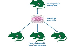 Syngeneic Tumor Models