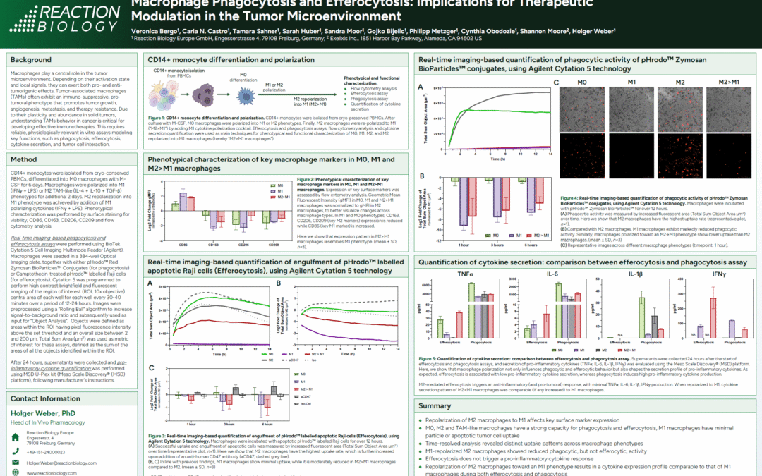 Macrophage Phagocytosis and Efferocytosis: Implications for Therapeutic Modulation in the Tumor Microenvironment