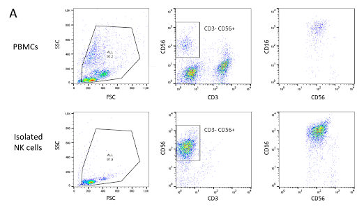 NK Cell Isolation