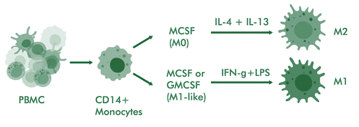Autoimmunity
