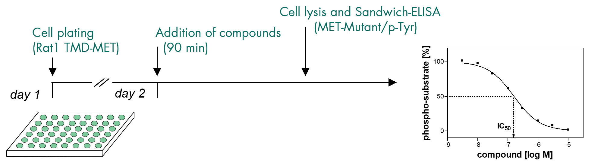 MET cellular phosphorylation testing